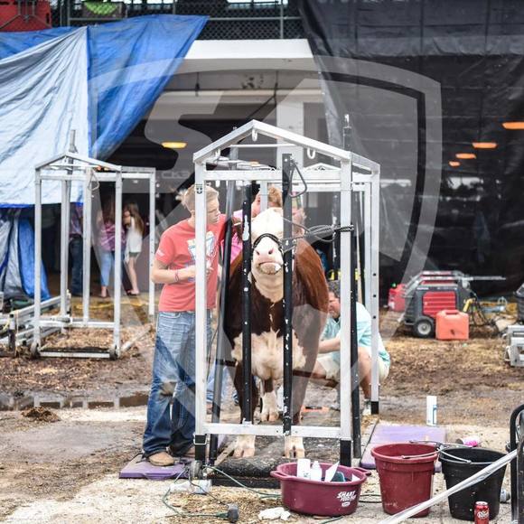 Meet your Posher, Jake - Picture 1 of 1